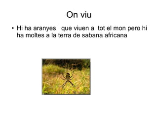 On viu
●   Hi ha aranyes que viuen a tot el mon pero hi
    ha moltes a la terra de sabana africana
 
