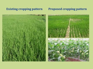 Existing cropping pattern Proposed cropping pattern
 