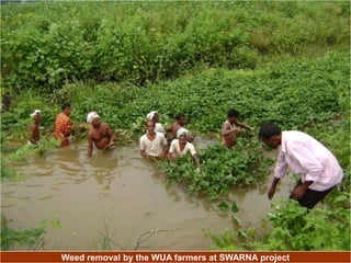 Weed removal by the WUA farmers at SWARNA project
 