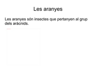 Les aranyes Les aranyes són insectes que pertanyen al grup dels aràcnids. 