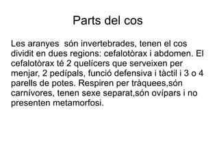 Parts del cos  Les aranyes  són invertebrades, tenen el cos dividit en dues regions: cefalotòrax i abdomen. El cefalotòrax té 2 quelícers que serveixen per menjar, 2 pedípals, funció defensiva i tàctil i 3 o 4 parells de potes. Respiren per tràquees,són carnívores, tenen sexe separat,són ovípars i no presenten metamorfosi. 