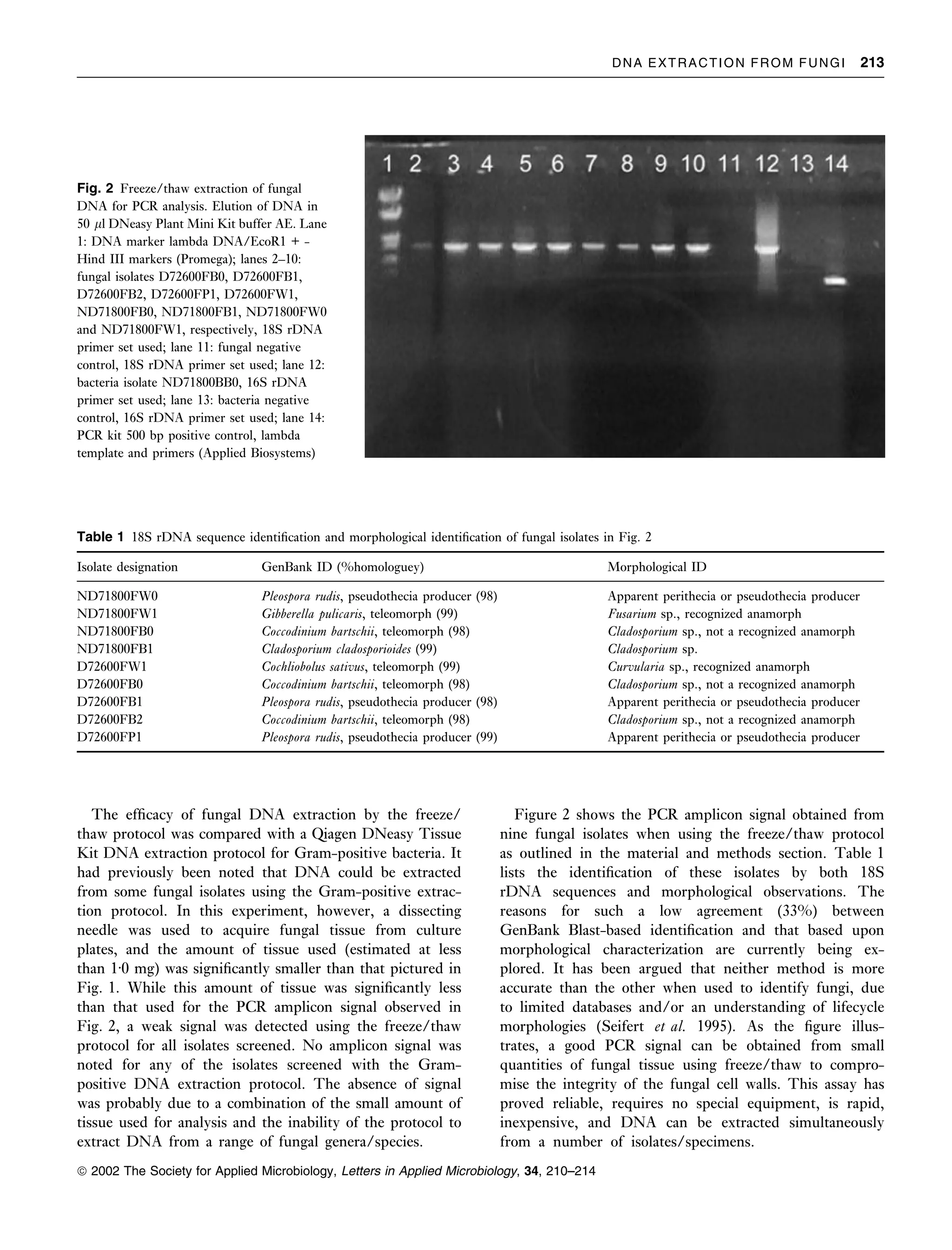 DNA EXTRACTION FROM FUNGI                     213




Fig. 2 Freeze/thaw extraction of fungal
DNA for PCR analysis. Elution of DNA in
50 ll DNeasy Plant Mini Kit buffer AE. Lane
1: DNA marker lambda DNA/EcoR1 + -
Hind III markers (Promega); lanes 2–10:
fungal isolates D72600FB0, D72600FB1,
D72600FB2, D72600FP1, D72600FW1,
ND71800FB0, ND71800FB1, ND71800FW0
and ND71800FW1, respectively, 18S rDNA
primer set used; lane 11: fungal negative
control, 18S rDNA primer set used; lane 12:
bacteria isolate ND71800BB0, 16S rDNA
primer set used; lane 13: bacteria negative
control, 16S rDNA primer set used; lane 14:
PCR kit 500 bp positive control, lambda
template and primers (Applied Biosystems)




Table 1 18S rDNA sequence identiﬁcation and morphological identiﬁcation of fungal isolates in Fig. 2

Isolate designation             GenBank ID (%homologuey)                                      Morphological ID

ND71800FW0                      Pleospora rudis, pseudothecia producer (98)                   Apparent perithecia or pseudothecia producer
ND71800FW1                      Gibberella pulicaris, teleomorph (99)                         Fusarium sp., recognized anamorph
ND71800FB0                      Coccodinium bartschii, teleomorph (98)                        Cladosporium sp., not a recognized anamorph
ND71800FB1                      Cladosporium cladosporioides (99)                             Cladosporium sp.
D72600FW1                       Cochliobolus sativus, teleomorph (99)                         Curvularia sp., recognized anamorph
D72600FB0                       Coccodinium bartschii, teleomorph (98)                        Cladosporium sp., not a recognized anamorph
D72600FB1                       Pleospora rudis, pseudothecia producer (98)                   Apparent perithecia or pseudothecia producer
D72600FB2                       Coccodinium bartschii, teleomorph (98)                        Cladosporium sp., not a recognized anamorph
D72600FP1                       Pleospora rudis, pseudothecia producer (99)                   Apparent perithecia or pseudothecia producer




   The efﬁcacy of fungal DNA extraction by the freeze/                           Figure 2 shows the PCR amplicon signal obtained from
thaw protocol was compared with a Qiagen DNeasy Tissue                        nine fungal isolates when using the freeze/thaw protocol
Kit DNA extraction protocol for Gram-positive bacteria. It                    as outlined in the material and methods section. Table 1
had previously been noted that DNA could be extracted                         lists the identiﬁcation of these isolates by both 18S
from some fungal isolates using the Gram-positive extrac-                     rDNA sequences and morphological observations. The
tion protocol. In this experiment, however, a dissecting                      reasons for such a low agreement (33%) between
needle was used to acquire fungal tissue from culture                         GenBank Blast-based identiﬁcation and that based upon
plates, and the amount of tissue used (estimated at less                      morphological characterization are currently being ex-
than 1Æ0 mg) was signiﬁcantly smaller than that pictured in                   plored. It has been argued that neither method is more
Fig. 1. While this amount of tissue was signiﬁcantly less                     accurate than the other when used to identify fungi, due
than that used for the PCR amplicon signal observed in                        to limited databases and/or an understanding of lifecycle
Fig. 2, a weak signal was detected using the freeze/thaw                      morphologies (Seifert et al. 1995). As the ﬁgure illus-
protocol for all isolates screened. No amplicon signal was                    trates, a good PCR signal can be obtained from small
noted for any of the isolates screened with the Gram-                         quantities of fungal tissue using freeze/thaw to compro-
positive DNA extraction protocol. The absence of signal                       mise the integrity of the fungal cell walls. This assay has
was probably due to a combination of the small amount of                      proved reliable, requires no special equipment, is rapid,
tissue used for analysis and the inability of the protocol to                 inexpensive, and DNA can be extracted simultaneously
extract DNA from a range of fungal genera/species.                            from a number of isolates/specimens.
ª 2002 The Society for Applied Microbiology, Letters in Applied Microbiology, 34, 210–214
 