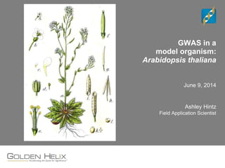 GWAS in a 
model organism: 
Arabidopsis thaliana 
June 9, 2014 
Ashley Hintz 
Field Application Scientist 
 