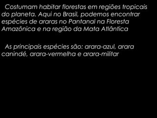 Costumam habitar florestas em regiões tropicais
do planeta. Aqui no Brasil, podemos encontrar
espécies de araras no Pantanal na Floresta
Amazônica e na região da Mata Atlântica
As principais espécies são: arara-azul, arara
canindé, arara-vermelha e arara-militar

 
