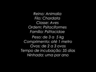 Reino: Animalia 
Filo: Chordata 
Classe: Aves 
Ordem: Psitaciformes 
Família: Psittacidae 
Peso: de 3 a  5 kg
Comprimento: até 1 metro
Ovos: de 2 a 3 ovos
Tempo de incubação: 35 dias
Ninhada: uma por ano

 