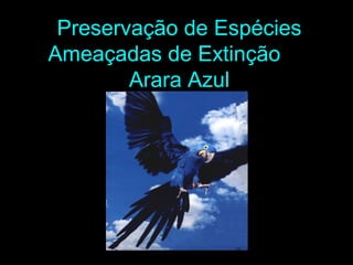 Preservação de Espécies
Ameaçadas de Extinção
        Arara Azul
 