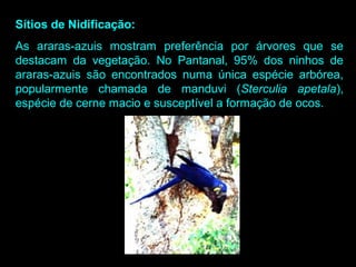 Sítios de Nidificação:
As araras-azuis mostram preferência por árvores que se
destacam da vegetação. No Pantanal, 95% dos ninhos de
araras-azuis são encontrados numa única espécie arbórea,
popularmente chamada de manduvi (Sterculia apetala),
espécie de cerne macio e susceptível a formação de ocos.
 