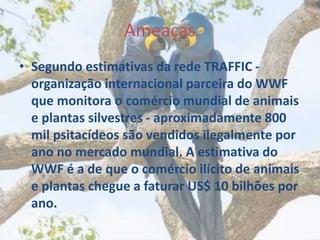 Ameaças
• Segundo estimativas da rede TRAFFIC -
organização internacional parceira do WWF
que monitora o comércio mundial de animais
e plantas silvestres - aproximadamente 800
mil psitacídeos são vendidos ilegalmente por
ano no mercado mundial. A estimativa do
WWF é a de que o comércio ilícito de animais
e plantas chegue a faturar US$ 10 bilhões por
ano.
 