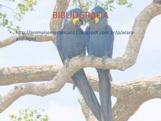BIBLIOGRAFIA
• http://animaisemextincao11.blogspot.com.br/p/arara-
azul.html
 