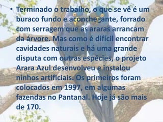 • Terminado o trabalho, o que se vê é um
buraco fundo e aconchegante, forrado
com serragem que as araras arrancam
da árvore. Mas como é difícil encontrar
cavidades naturais e há uma grande
disputa com outras espécies, o projeto
Arara Azul desenvolveu e instalou
ninhos artificiais. Os primeiros foram
colocados em 1997, em algumas
fazendas no Pantanal. Hoje já são mais
de 170.
 