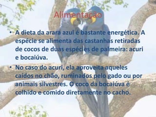 Alimentação
• A dieta da arara azul é bastante energética. A
espécie se alimenta das castanhas retiradas
de cocos de duas espécies de palmeira: acuri
e bocaiúva.
• No caso do acuri, ela aproveita aqueles
caídos no chão, ruminados pelo gado ou por
animais silvestres. O coco da bocaiúva é
colhido e comido diretamente no cacho.
 
