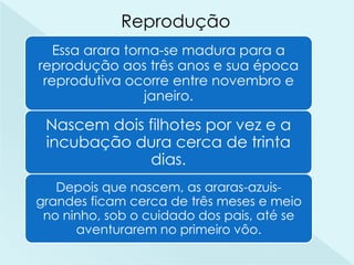 Essa arara torna-se madura para a
reprodução aos três anos e sua época
reprodutiva ocorre entre novembro e
janeiro.
Nascem dois filhotes por vez e a
incubação dura cerca de trinta
dias.
Depois que nascem, as araras-azuis-
grandes ficam cerca de três meses e meio
no ninho, sob o cuidado dos pais, até se
aventurarem no primeiro vôo.
Reprodução
 