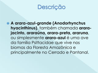  A arara-azul-grande (Anodorhynchus
hyacinthinus), também chamada arara-
jacinto, araraúna, arara-preta, araruna,
ou simplesmente arara-azul é uma ave
da família Psittacidae que vive nos
biomas da Floresta Amazônica e
principalmente no Cerrado e Pantanal.
 