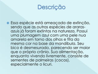  Essa espécie está ameaçada de extinção,
sendo que as outras espécies de araras-
azuis já foram extintas na natureza. Possui
uma plumagem azul com uma pele nua
amarela em torno dos olhos e fita da
mesma cor na base da mandíbula. Seu
bico é desmesurado, parecendo ser maior
que o próprio crânio. Sua alimentação,
enquanto vivendo livremente, consiste de
sementes de palmeiras (cocos),
especialmente o licuri.
 
