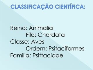 Reino: Animalia
Filo: Chordata
Classe: Aves
Ordem: Psitaciformes
Família: Psittacidae
 