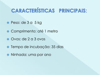  Peso: de 3 a 5 kg
 Comprimento: até 1 metro
 Ovos: de 2 a 3 ovos
 Tempo de incubação: 35 dias
 Ninhada: uma por ano
 