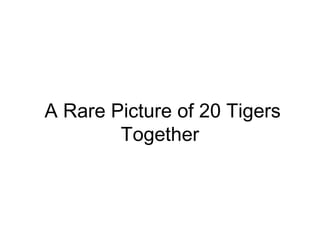 A Rare Picture of 20 Tigers
        Together
 