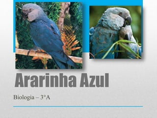 Ararinha Azul
Biologia – 3°A
 