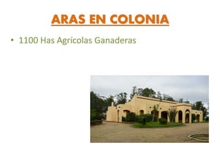 ARAS EN COLONIA
• 1100 Has Agrícolas Ganaderas
 