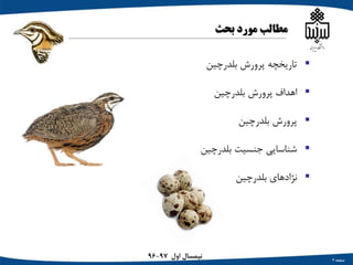 Arashnia quail Slide 2