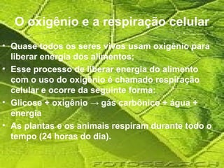 O oxigênio e a respiração celular
• Quase todos os seres vivos usam oxigênio para
  liberar energia dos alimentos;
• Esse processo de liberar energia do alimento
  com o uso do oxigênio é chamado respiração
  celular e ocorre da seguinte forma:
• Glicose + oxigênio → gás carbônico + água +
  energia
• As plantas e os animais respiram durante todo o
  tempo (24 horas do dia).
 