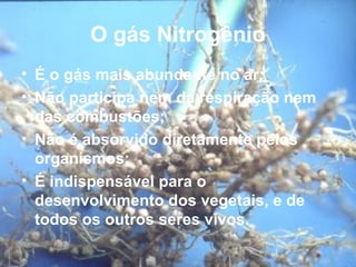 O gás Nitrogênio
• É o gás mais abundante no ar;
• Não participa nem da respiração nem
  das combustões;
• Não é absorvido diretamente pelos
  organismos;
• É indispensável para o
  desenvolvimento dos vegetais, e de
  todos os outros seres vivos.
 