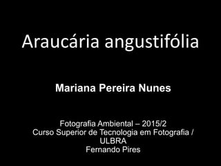 Araucária angustifólia
Mariana Pereira Nunes
Fotografia Ambiental – 2015/2
Curso Superior de Tecnologia em Fotografia /
ULBRA
Fernando Pires
 