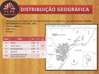 • No Brasil, a área original das florestas de pinheiro-do-paraná era, aproximadamente, 185.000
km2 (MACHADO; SIQUEIRA, 1980).
• Ocorre também:
- Argentina;
- Paraguai.
Região Região Km² %
%
Total
Sul Paraná 73.780 40
96Sul Santa Catarina 56.693 31
Sul Rio Grande do Sul 46.483 25
Norte São Paulo 5.340 03
04
Norte
Sul de Minas Gerais; Rio
Doce e Rio de Janeiro
01
 