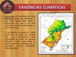• Ocorre tanto na classificação Cfa, clima
subtropical úmido sem estação seca e
com verão quente, bem como na
classificação Cfb, que é um clima
subtropical úmido sem estação seca e
com verão ameno.
• A precipitação pluviométrica média
anual varia de 1.250 mm a 2.450
mm, com distribuições mais
concentradas no verão, nas menores
latitudes, e mais concentradas no
inverno nas maiores latitudes de sua
ocorrência natural (MACHADO;
SIQUEIRA, 1980).
 