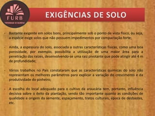 - Bastante exigente em solos bons, principalmente sob o ponto de vista físico, ou seja,
a espécie exige solos que não possuem impedimentos por compactação forte;
- Ainda, a espessura do solo, associada a outras características físicas, como uma boa
porosidade, por exemplo, possibilita a utilização de uma maior área para a
penetração das raízes, desenvolvendo-se uma raiz pivotante que pode atingir até 4 m
de profundidade;
- Vários trabalhos no País constataram que as características químicas do solo não
representam os melhores parâmetros para explicar a variação do crescimento e da
produtividade do pinheiro;
- A escolha do local adequado para o cultivo da araucária tem, portanto, influência
decisiva sobre o êxito da plantação, sendo tão importante quanto as condições de
qualidade e origem da semente, espaçamento, tratos culturais, época de desbastes,
etc.
 