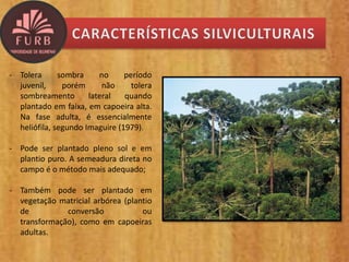 - Tolera sombra no período
juvenil, porém não tolera
sombreamento lateral quando
plantado em faixa, em capoeira alta.
Na fase adulta, é essencialmente
heliófila, segundo Imaguire (1979).
- Pode ser plantado pleno sol e em
plantio puro. A semeadura direta no
campo é o método mais adequado;
- Também pode ser plantado em
vegetação matricial arbórea (plantio
de conversão ou
transformação), como em capoeiras
adultas.
 