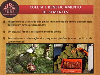 1) Recomenda-se a retirada das pinhas diretamente da árvore quando estas
apresentam pintas amarronzadas;
2) Em seguida, faz-se a extração manual da pinha;
3) Aconselha-se a eliminação dos pequenos pinhões (menor de 6 cm de
comprimento);
 