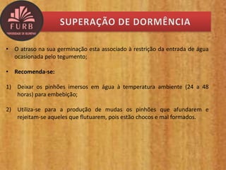 • O atraso na sua germinação esta associado à restrição da entrada de água
ocasionada pelo tegumento;
• Recomenda-se:
1) Deixar os pinhões imersos em água à temperatura ambiente (24 a 48
horas) para embebição;
2) Utiliza-se para a produção de mudas os pinhões que afundarem e
rejeitam-se aqueles que flutuarem, pois estão chocos e mal formados.
 