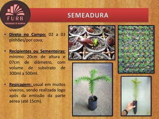 • Direto no Campo: 02 a 03
pinhões/por cova;
• Recipientes ou Sementeiras:
mínimo 20cm de altura e
07cm de diâmetro, com
volume de substrato de
300ml a 500ml.
• Repicagem: usual em muitos
viveiros, sendo realizada logo
após da emissão da parte
aérea (até 15cm).
 