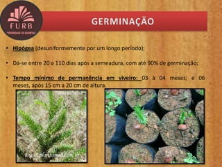 • Hipógea (desuniformemente por um longo período);
• Dá-se entre 20 a 110 dias após a semeadura, com até 90% de germinação;
• Tempo mínimo de permanência em viveiro: 03 à 04 meses; e 06
meses, após 15 cm a 20 cm de altura.
 