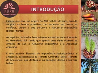 - Espécie que teve sua origem há 200 milhões de anos, quando
surgiram as árvores primitivas com sementes sem frutos, as
coníferas, ordem a que pertence a Araucaria angustifolia
(Bertol.) Kuntze.
- As espécies da família Araucariaceae encontram-se unicamente
no Hemisfério Sul, sendo que apenas duas delas ocorrem na
América do Sul: a Araucaria angustifolia e a Araucaria
araucana.
- É uma espécie florestal de importância socioeconômica e
ambiental, característica da Floresta Ombrófila Mista (Floresta
de Araucárias), que destaca-se na paisagem devido a sua rara
beleza.
 