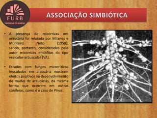 • A presença de micorrizas em
araucária foi relatada por Milanez e
Monteiro Neto (1950);
sendo, portanto, consideradas pelo
autor micorrizas endófitas do tipo
vesicular-arbuscular (VA).
• Estudos com fungos micorrízicos
inoculados em araucária mostram
efeitos positivos no desenvolvimento
de mudas de araucárias, da mesma
forma que ocorrem em outras
coníferas, como é o caso de Pinus.
 