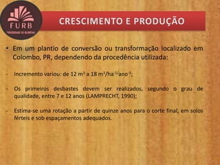 • Em um plantio de conversão ou transformação localizado em
Colombo, PR, dependendo da procedência utilizada:
- Incremento variou: de 12 m3 a 18 m3/ha-1/ano-1;
- Os primeiros desbastes devem ser realizados, segundo o grau de
qualidade, entre 7 e 12 anos (LAMPRECHT, 1990);
- Estima-se uma rotação a partir de quinze anos para o corte final, em solos
férteis e sob espaçamentos adequados.
 