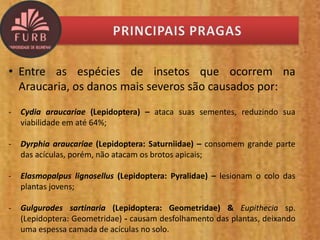 • Entre as espécies de insetos que ocorrem na
Araucaria, os danos mais severos são causados por:
- Cydia araucariae (Lepidoptera) – ataca suas sementes, reduzindo sua
viabilidade em até 64%;
- Dyrphia araucariae (Lepidoptera: Saturniidae) – consomem grande parte
das acículas, porém, não atacam os brotos apicais;
- Elasmopalpus lignosellus (Lepidoptera: Pyralidae) – lesionam o colo das
plantas jovens;
- Gulgurodes sartinaria (Lepidoptera: Geometridae) & Eupithecia sp.
(Lepidoptera: Geometridae) - causam desfolhamento das plantas, deixando
uma espessa camada de acículas no solo.
 