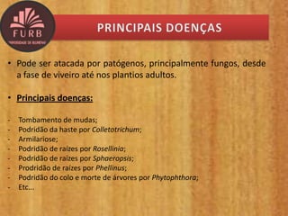 • Pode ser atacada por patógenos, principalmente fungos, desde
a fase de viveiro até nos plantios adultos.
• Principais doenças:
- Tombamento de mudas;
- Podridão da haste por Colletotrichum;
- Armilariose;
- Podridão de raízes por Rosellinia;
- Podridão de raízes por Sphaeropsis;
- Prodridão de raízes por Phellinus;
- Podridão do colo e morte de árvores por Phytophthora;
- Etc...
 
