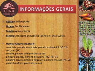 • Classe: Coniferopsida
• Ordem: Coniferaceae
• Família: Araucariaceae
• Espécie: Araucaria angustifolia (Bertoloni) Otto Kuntze
• Nomes Vulgares no Brasil:
- araucária, pinheiro-araucária, pinheiro-caiová (PR, SC, SP)
- cori, curi (SP)
- curiúva, pinhão, pinheiro-chorão (RJ)
- pinheiro-branco, pinheiro-brasileiro (MG, RS, SP)
- pinheiro-cajuva, pinheiro-elegante, pinheiro-macaco (PR, SC)
- pinho-brasileiro, pinho-do-paraná.
 