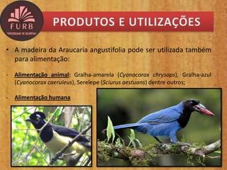 • A madeira da Araucaria angustifolia pode ser utilizada também
para alimentação:
- Alimentação animal: Gralha-amarela (Cyanocorax chrysops), Gralha-azul
(Cyanocorax caeruleus), Serelepe (Sciurus aestuans) dentre outros;
- Alimentação humana
 