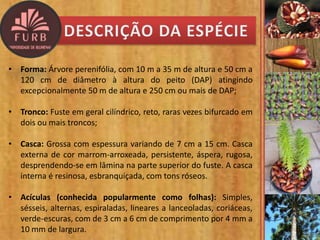 • Forma: Árvore perenifólia, com 10 m a 35 m de altura e 50 cm a
120 cm de diâmetro à altura do peito (DAP) atingindo
excepcionalmente 50 m de altura e 250 cm ou mais de DAP;
• Tronco: Fuste em geral cilíndrico, reto, raras vezes bifurcado em
dois ou mais troncos;
• Casca: Grossa com espessura variando de 7 cm a 15 cm. Casca
externa de cor marrom-arroxeada, persistente, áspera, rugosa,
desprendendo-se em lâmina na parte superior do fuste. A casca
interna é resinosa, esbranquiçada, com tons róseos.
• Acículas (conhecida popularmente como folhas): Simples,
sésseis, alternas, espiraladas, lineares a lanceoladas, coriáceas,
verde-escuras, com de 3 cm a 6 cm de comprimento por 4 mm a
10 mm de largura.
 
