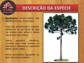• Ramificações: Árvore adulta, com
pseudo-verticilos, muito típica.
- Copa alta, estratificada e múltipla,
caliciforme ou em forma de taça
nas árvores mais velhas e cônica
nas árvores mais jovens.
- Ramos primários cilíndricos,
curvados para cima, maiores os
inferiores e menores os superiores
(REITZ; KLEIN, 1966).
- Ramos secundários agrupados no
ápice dos ramos primários.
 