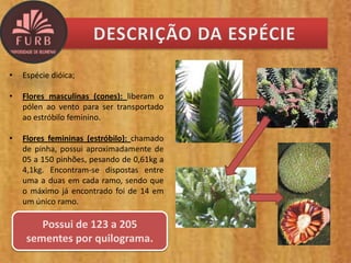 • Espécie dióica;
• Flores masculinas (cones): liberam o
pólen ao vento para ser transportado
ao estróbilo feminino.
• Flores femininas (estróbilo): chamado
de pinha, possui aproximadamente de
05 a 150 pinhões, pesando de 0,61kg a
4,1kg. Encontram-se dispostas entre
uma a duas em cada ramo, sendo que
o máximo já encontrado foi de 14 em
um único ramo.
Possui de 123 a 205
sementes por quilograma.
 