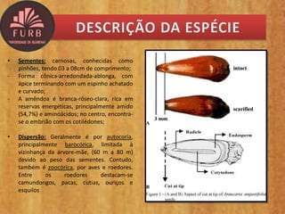 • Sementes: carnosas, conhecidas como
pinhões, tendo 03 a 08cm de comprimento;
- Forma cônica-arredondada-ablonga, com
ápice terminando com um espinho achatado
e curvado;
- A amêndoa é branca-róseo-clara, rica em
reservas energéticas, principalmente amido
(54,7%) e aminoácidos; no centro, encontra-
se o embrião com os cotilédones;
• Dispersão: Geralmente é por autocoria,
principalmente barocórica, limitada à
vizinhança da árvore-mãe, (60 m a 80 m)
devido ao peso das sementes. Contudo,
também é zoocórica, por aves e roedores.
Entre os roedores destacam-se
camundongos, pacas, cutias, ouriços e
esquilos
 