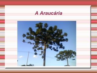 A Araucária
 