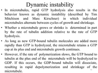 Dynamic instability
• In microtubules, rapid GTP hydrolysis also results in the
behavior known as dynamic instability (described by Tim
Mitchison and Marc Kirschner) in which individual
microtubules alternate between cycles of growth and shrinkage.
• Whether a microtubule grows or shrinks is determined in part
by the rate of tubulin addition relative to the rate of GTP
hydrolysis.
• As long as new GTP-bound tubulin molecules are added more
rapidly than GTP is hydrolyzed, the microtubule retains a GTP
cap at its plus end and microtubule growth continues.
• However, if the rate of polymerization slows, the GTP bound to
tubulin at the plus end of the microtubule will be hydrolyzed to
GDP. If this occurs, the GDP-bound tubulin will dissociate,
resulting in rapid depolymerization and shrinkage of the
microtubule.
62
 