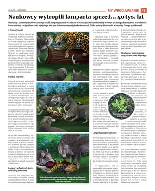 NR 26 (92) – LIPIEC 2022
15
Naukowcy z Uniwersytetu Wrocławskiego ustalili: lampart grasował w Sudetach w okolicy Jaskini Radochowskiej w okresie ostatniego zlodowacenia. A wrocławscy
biotechnolodzy ratują różanecznika alpejskiego, który to zlodowacenie przeżył w Karkonoszach. Gdyby spłonął lub wysechł, wymarłby. Dlatego go sklonowali.
	
I Tomasz Wysocki
Jaskinia w Górach Złotych we
wschodnich Sudetach została od-
kryta w XVII wieku. Długo służyła
za atrakcję turystyczną, co jednak
doprowadziło do usunięcia lub
zniszczenia większości nagroma-
dzonych tam szczątków zwierząt
i roślin w formie tzw. namuliska.
W latach 30. opiekunem jaskini
był Heinrich Peregrin, mieszka-
niec Lądka-Zdroju i były górnik.
Oczyścił z gruzu skalnego i gliny
pierwotny otwór wejściowy i pod-
ziemne korytarze, zwiększając
trasę do zwiedzania. W drewnia-
nym domku prezentował znalezi-
ska kostne i zbiór minerałów.
Kolekcja skarbów
Szczątki zwierząt napotykali
także robotnicy, którzy w tam-
tym okresie pracowali w Jaskini
Radochowskiej nad rozbudową
infrastruktury turystycznej. Te
okazy trafiały do Breslau, m.in.
do muzeum zoologicznego i mu-
zeum geologicznego. W czasie II
wojny światowej olbrzymia część
zbiorów zaginęła lub została roz-
proszona po wielu instytucjach.
Od kilku lat paleozoolodzy z Uni-
wersytetu Wrocławskiego kom-
pletują kolekcję, badają tysiące
elementów różnych szkieletów.
To z Jaskini Radochowskiej po-
chodzą pozostałości cyjona,
pierwszego przedstawiciela tego
gatunku na terenie dzisiejszej
Polski, opisanego przez wrocła-
wian w 2021 roku.
W tym roku paleozoolodzy z Uni-
wersytetu Wrocławskiego (we
współpracy ze specjalistami z Kra-
kowa i włoskiej Bolonii) przeba-
dali fragment żuchwy lamparta
z zachowanym dolnym łamaczem,
także z Jaskini Radochowskiej.
Ustalili, że zwierzę występowało
w Sudetach Wschodnich ok. 43-41
tys. lat temu, czyli w okresie ostat-
niego zlodowacenia. Wyniki analiz
przedstawili na łamach czasopisma
„Radiocarbon”.
Lamparty w Sudetach kontra
wilki i lwy jaskiniowe
Na terenie Jury Krakowsko-Czę-
stochowskiej i Sudetów lampart
występował powszechnie. W sumie
w obrębie historycznego Śląska jest
aż 7 stanowisk, w których natra-
fiono na jego szczątki.
– Lamparty żyjące w Sudetach
wielkością podobne były do tych,
które dzisiaj żyją na terenie Tur-
cji i Iranu. Były odrobinę większe,
prawdopodobnie bardziej kudłate.
Dosyć jasne, z lekko rozmytymi
cętkami, długim puszystym ogo-
nem, co widać na malowidłach
naskalnych z Francji przedsta-
wiających lamparta – opowiada
prof. Adrian Marciszak z Zakładu
Paleozoologii Uniwersytetu Wro-
cławskiego.
Występowaniu lamparta sprzyjało
zalesienie i skaliste ukształtowa-
nie terenu. Na otwartym obszarze
miał śmiertelnych rywali – wilka
jaskiniowego (który rozmiarami
był porównywalny do małego ku-
cyka i egzystował w stadzie) oraz
lwy jaskiniowe. W lesie i w górach
łatwo się przed nimi chronił.
Lampart polował na jelenie,
dziki, kozice, kozio-
rożce. – Upolowa-
ne zwierzęta mógł
wciągnąć do jaski-
ni lub na drzewo.
Lampart ważą-
cy 60-70 kg jest
w stanie wtaszczyć
na drzewo nawet
czterokrotnie cięższą
od siebie ofiarę, a do ja-
skini nawet półtonowe zwierzę.
W jaskiniach zazwyczaj wybierał
ciasne miejsca, niedostępne dla
innych drapieżników.
Lamparta przegonił człowiek
Do rozstrzygnięcia pozostaje, co
spowodowało wyginięcie lam-
parta w Sudetach. Współcześnie
łatwo dostosowują się do nowych
warunków. Dzisiaj żyją w dużych
miastach południowej i wschod-
niej Afryki oraz w Azji, na przykład
w Nairobi czy w Bombaju. Jeśli
w Europie zdarza im się wydostać
na wolność, to doskonale sobie ra-
dzą, dopóki nie zostaną schwytane.
– Prawdopodobnie, tak jak
w przypadku cyjona, został wypar-
ty przez wilka. Najdłużej pozostał
w Hiszpanii, we Włoszech, gdzie
dzikie lamparty występowały do
początków czasów rzymskich. Oraz
na wschodzie Europy, w dzisiejszej
Ukrainie, gdzie żył do X-XII wieku.
A potem przychodzi człowiek, czy-
li drapieżnik, z którym nawet lew
sobie nie poradził – tłumaczy prof.
Marciszak. – Lamparty były łowio-
ne między innymi do walk. A po-
tem człowiek zaczął przekształcać
otoczenie, lasy zostały zamienione
w pola uprawne i środowisko lam-
parta zanikło.
Wrocławscy biotechnolodzy
ratują różanecznika alpejskiego
Kilkanaście krzewów różanecz-
nika alpejskiego odnalezio-
no w Karkonoszach. To jedyne
w Polsce naturalne rośliny tego
gatunku, które przetrwały od
ostatniego zlodowacenia. Bio-
technolodzy z Uniwersytetu Me-
dycznego sklonowali je, aby oca-
lić tę populację rododendronów.
Karkonoskie rododendrony rosną
na zacienionym, skalistym urwi-
sku w Sowiej Dolinie. To zaledwie
kilkanaście niewielkich krzewów.
W Alpach to roślina bar-
dzo pospolita, jej
różowo-czerwone
kwiaty pokry-
wają olbrzymie
połacie terenu.
P i e r w o t n i e
uznawano, że
k a r k o n o s k i e
różaneczniki po-
sadzono w okolicy,
a potem krzew się rozsiał.
Jednak ostateczną wersję pocho-
dzenia rododendrona ustalił ze-
spół botaników z Uniwersytetu
Wrocławskiego (przy współpracy
specjalistów z Krakowa) pracu-
jący pod kierunkiem dr. Marka
Malickiego. Na podstawie badań
genetycznych stwierdzili, że to
różaneczniki alpejskie, lecz po-
pulacji odrębnej od tej w Alpach.
Prof. Adam Matkowski, kierow-
nik Katedry Biologii i Biotechno-
logii Farmaceutycznej Uniwersy-
tetu Medycznego we Wrocławiu:
– Karkonosze w całości są relik-
towym miejscem. Przez swoją
rzeźbę terenu, wyniesienie ponad
nizinę, spotyka się tam rośliny,
które normalnie żyją w wyższych
partiach gór. Cała flora górska
Karkonoszy jest w różnym stop-
niu zagrożona. Zabezpieczone
powinny być wszystkie rośliny,
których jest nie więcej niż po
kilkadziesiąt osobników.
MY WROCŁAWIANIE
Naukowcy wytropili lamparta sprzed... 40 tys. lat
Walka lamparta panthera pardus z jednym z jego głównych,
późnoplejstoceńskich konkurentów – wilkiem jaskiniowym
Canis lupus spelaeus
RYS.
W.
GORNIG,
FOT.
KARKONOSKI
PARK
NARODOWY
Różanecznik alpejski
z Sowiej Doliny
 