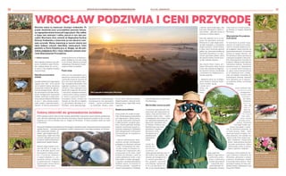 BEZPŁATNY BIULETYN INFORMACYJNY URZĘDU MIEJSKIEGO WROCŁAWIA NR 44 (110) – GRUDZIEŃ 2022
BEZPŁATNY BIULETYN INFORMACYJNY URZĘDU MIEJSKIEGO WROCŁAWIA
10 11
WROCŁAW PODZIWIA I CENI PRZYRODĘ
Wrocław stawia na inwestycje chroniące środowisko. Po
prawie dwuletniej pracy przyrodników powstała koncep-
cja zagospodarowania terenu pól irygacyjnych. Aby zadbać
o żyjące tam zwierzęta i rośliny, jeszcze w tym roku pre-
zydent Wrocławia złoży wniosek do Regionalnej Dyrekcji
Ochrony Środowiska o utworzenie na tym obszarze rezer-
watu przyrody. Ważną inwestycją w naszym mieście jest
także budowa czterech zbiorników retencyjnych, które
powstały w Porcie Południe przy ul. Długiej, zaś dla miło-
śników podglądania flory i fauny niebawem zostanie utwo-
rzone Obserwatorium Przyrodnicze.
I Paulina Czarnota
Pola irygacyjne położone są w pół-
nocno-zachodniej części Wrocła-
wia. Zajmują obszar ok. 1100 ha –
to teren 10 razy większy od parku
Szczytnickiego.
Naturalna oczyszczalnia
ścieków
Początki działania pól irygacyjnych
sięgają roku 1881. Przez ponad
sto lat pełniły funkcję naturalnej
oczyszczalni ścieków dla aglome-
racji ówczesnego Breslau. Były jed-
ną z pierwszych w Europie mecha-
niczno-biologicznych oczyszczalni
ścieków. Pod koniec II wojny świa-
towej, podczas oblężenia Wrocławia
w 1945 r., pola zostały zamino-
wane, zalane i częściowo zdewa-
stowane. W okresie powojennym
zostały przywrócone do funkcjono-
wania. Działały do 2015 roku, kiedy
to ich funkcję całkowicie przejęła
rozbudowana Wrocławska Oczysz-
czalnia Ścieków na Janówku.
Ptasia ostoja
Przez ten czas wykształciły się tu
specyficzne zbiorowiska roślinne
i powstały korzystne warunki do
życia dla wielu gatunków zwie-
rząt, szczególnie dla ptaków. Pola
irygacyjne są jedną ze 170 wyzna-
czonych w Polsce lądowych ostoi
ptasich IBA (Important Bird Areas)
o znaczeniu międzynarodowym,
a jednocześnie jedyną położoną
w całości w granicach admini-
stracyjnych miasta. Zostały one
wpisane na listę IBA ze względu
na, jak fachowo określają to or-
nitolodzy, liczną populację lęgo-
wą podróżniczka. Najcenniejszymi
występującymi tam gatunkami
ptaków – oprócz podróżniczka
– są: jarzębatka, derkacz, lerka,
bocian biały, błotniak stawowy,
łabędź krzykliwy, dzięcioł średni,
dzięcioł czarny, czapla biała, żuraw
i gąsiorek.
Badania przyrodników
Przez ponad rok trwała szczegó-
łowa inwentaryzacja przyrodnicza
pól irygacyjnych. Objęła wszyst-
kie grupy zbiorowisk roślinnych,
a także porostów, mszaków, grzy-
bów i różnych gatunków zwierząt.
Badania zrealizował zespół na-
ukowców związanych z Wydziałem
Nauk Biologicznych Uniwersytetu
Wrocławskiego we współpracy
z firmą AVEN.
– Podczas inwentaryzacji stoso-
waliśmy metody nieinwazyjne,
polegające na obserwacji zwierząt
i roślin. Porównaliśmy też zmia-
ny, jakie zaszły od momentu za-
mknięcia pól irygacyjnych jako
oczyszczalni aż do teraz. Część
siedlisk już zniknęła, a pola są
prawie pozbawione wody, a więc
żeby zadbać o rzadko występują-
ce gatunki, zarekomendowaliśmy
władzom miasta, by utworzyć tu
rezerwat przyrody – wyjaśnia dr
Joanna Furmankiewicz z Wydziału
Nauk Biologicznych Uniwersytetu
Wrocławskiego.
Weź lornetkę i wyrusz na safari
O znaczeniu przyrodniczym i kli-
matycznym pól irygacyjnych de-
cydują: duża powierzchnia, są-
siedztwo doliny Odry – jednej
z największych rzek w kraju, która
jest naturalnym korytarzem eko-
logicznym, sąsiedztwo doli-
ny Widawy, bliskość Lasu
Rędzińskiego oraz brak
oświetlenia i zagospo-
darowania terenu.
Nie planuje się tu
zabudowy wiel-
kopowierzch-
niowej.
Dzięki ba-
daniom na-
u k o w c ó w ,
w i a d o m o i l e
i jakie gatunki zwierząt oraz ro-
ślin można tam spotkać. Na
obszarze pól występuje wie-
le cennych gatunków ro-
ślin, grzybów i porostów
oraz zwierząt. Łącznie jest
to aż 428 gatunków ro-
ślin, w tym czosnek kątowy
i wężowy, salwinia pływająca, róża
francuska. Występuje tu także tu-
rzyca Bueka – gatunek uznany za
wymarły na Dolnym Śląsku.
Poza tym znajduje się tu co naj-
mniej 180 gatunków zwierząt.
Wśród nich 22 ssaki objęte ochro-
ną: bóbr europejski, a z nietoperzy:
mopek zachodni i karlik drobny.
A także cztery chronione gatunki
gadów (np. jaszczurka zwinka czy
jaszczurka żyworodna) i 10 chro-
nionych gatunków płazów, takich
jak ropucha zielona, kumak nizin-
ny albo rzekotka drzewna.
Aby chronić florę i faunę, pre-
zydent Wrocławia złoży jeszcze
w tym roku wniosek do Regional-
nej Dyrekcji Ochrony Środowiska
o utworzeniu na Osobowicach re-
zerwatu przyrody.
– Będziemy starać się, by Regio-
nalna Dyrekcja Ochrony Środo-
wiska wydała zgodę
i wtedy okre-
ślimy, jak
miesz-
kańcy
będą mogli sko-
rzystać z tego miejsca.
Z pewnością pomy-
ślimy o utworzeniu
ścieżek spacerowych
– zapowiada Kata-
rzyna Szymczak-Po-
mianowska, dyrektor
Departamentu Zrównoważone-
go Rozwoju w Urzędzie Miejskim
Wrocławia.
Obserwatorium Przyrodnicze
na Krzykach
W rezerwacie na polach iryga-
cyjnych na Osobowicach zaopa-
trzeni w lornetkę będziemy mo-
gli podglądać okazy przyrody na
ogromnej przestrzeni. To świetny
pomysł na wypad rodzinny. Ale
dla młodszych dobrą wprawką na
rozpoczęcie przygody z naturą bę-
dzie Obserwatorium Przyrody na
Krzykach. Właśnie został wybrany
wykonawca budowy. Inwestycja
powstanie przy ul. Skarbowców
52, w ruinach Fortu Piechoty nr
15, gdzie przed przeniesieniem
na ul. Ślazową do 2010 r. znajdo-
wało się miejskie schronisko dla
bezdomnych zwierząt. Budowla
fortu aktualnie jest w większo-
ści przykryta ziemią i porośnięta
drzewami.
Teren zostanie więc
o c z y s z c z o n y
i przygotowa-
ny pod nowe
n a s a d z e -
nia: drzew,
krzewów,
b y l i n ,
traw, łąk
k w i e t -
nych i ży-
wopłotów.
R o s n ą c e
tam aktu-
alnie rośliny
przejdą pielę-
gnację. Powstaną
tam także ścieżki spa-
cerowe, plac zabaw i 7 punk-
tów do obserwacji przyrody: Co
w trawie piszczy, Gleba – żywy
skarb pod naszymi stopami, Ro-
śliny użyteczne, Sen niejedno ma
oblicze, Ptaki, które możesz spo-
tkać; Nietoperze i Drugie życie
drzew. Zamontowana zostanie
też mała architektura: tablice
informacyjne, kosze na śmieci,
ławki z oparciem, siedziska.
Inwestycja, którą nadzoruje Za-
rząd Inwestycji Miejskich we
Wrocławiu, powstanie w ramach
Funduszu Osiedlowego i będzie
kosztowała milion złotych. Prace
potrwają 8 miesięcy od czasu pod-
pisania umowy z wykonawcą, czyli
firmą PUH TRIBUD.
Śnieżyczka przebiśnieg
W Polsce występuje głównie na
południu, w górach, na wyży-
nach i na Dolnym Śląsku. Rośli-
na miododajna i lecznicza – jest
nadzieją naukowców szukających
leku na chorobę Alzheimera.
Pieczareczka
różowoblaszkowa
Grzyb jadalny, ale lepiej go po-
dziwiać niż próbować. Łatwy do
pomylenia ze śmiertelnie trują-
cym muchomorem jadowitym.
Występuje głównie poza lasami,
np. na łąkach.
Żaba moczarowa
Samcowi podczas godów grzbiet
i boki ciała zabarwiają się na
kolor jaskrawoniebieski. Naj-
bardziej wytrzymała na brak
wody żaba w Polsce, więc moż-
na zobaczyć ją na lądzie.
Karlik drobny
Zgodnie z nazwą gatunkową,
wielgachny nie jest. Długość
ciała 36-51 mm, długość ogona
23-36 mm, długość ucha 9-13
mm. Mięsożerca owadzi – sma-
kosz komarów.
Bóbr europejski
Uważa się go za największego
gryzonia Eurazji. Dorosły osob-
nik waży do 29 kg, a długość
ciała ma do 110 cm. Może prze-
bywać pod wodą nawet do 15
min. Wiedzie nocny tryb życia.
Gąsiorek
Samiec często naśladuje głosy
innych ptaków – to stłumione
„gege gekgek”. Jego melodia
jest czasem zbliżona do głosu
gęsi, stąd wzięła się jego nazwa.
Podróżniczek
Jest wielkości wróbla domowe-
go. Śpiew jego jest melodyjny,
składa się z wielokrotnie po-
wtarzanego cii, cii, cii..., po
którym następuje coś w rodzaju
rechotu.
Biegacz wręgaty
Chrząszcz szybki i sprawny. Na
larwy owadów, ślimaki i dż-
dżownice polują osobniki do-
rosłe, ale też młode. Zaniepo-
kojone potrafią wyrzucić sok
żołądkowy na odległość 25 cm.
Zgniotek cynobrowy
Aktywny w dzień, lecz płochli-
wy. Żyje pod korą drzew liścia-
stych, takich jak topole, dęby
i graby. Po odsłonięciu kory
szybko się chowają w szczeli-
ny drewna. Albo zastygają bez
ruchu.
Róża francuska
W Polsce jest objęta ochroną ga-
tunkową. Do najbardziej znanych
odmian zalicza się różę o czer-
wono-karminowych kwiatach.
W wojnie Dwóch Róż była em-
blematem rodu Lancasterów.
Cztery zbiorniki do gromadzenia ścieków
Ścieki opadowe zanim trafią do rzeki zostaną odpowiednio oczyszczone nawet podczas gwałtownych
ulew. Wrocław wybudował cztery zbiorniki retencyjne o łącznej pojemności powyżej 60 tys. m sześc.
Znajdują się w Porcie Południe przy ul. Długiej we Wrocławiu. W Polsce podobny obiekt jest tylko
w Warszawie.
Inwestycja Miejskiego Przedsiębiorstwa Wodociągów i Kanalizacji pełni ważną rolę podczas intensywnych
opadów deszczu – umożliwia gromadzenie ścieków nadmiarowych, które będą przesyłane do Wrocław-
skiej Oczyszczalni Ścieków „Ja-
nówek”, gdy ta będzie mniej ob-
ciążona pracą. Dzięki temu Odra
zostanie zabezpieczona przed
skutkami niekontrolowanych,
gwałtownych opadów deszczu.
Wartość całego projektu to po-
nad 198 mln zł, z czego 102
mln zł Wrocław dostał z Unii
Europejskiej (dofinansowa-
nie z Funduszu Spójności
w ramach działania 2.3 „Go-
spodarka wodno-ściekowa
w aglomeracjach” Programu
Operacyjnego Infrastruktura
i Środowisko 2014-2020).
Pola irygacyjne to zielone płuca Wrocławia
Obserwatorium Przyrodnicze
ANNA
WÓJCICKA-ROSIŃSKA
MAREK
HALAMA
KRZYSZTOF
KOLENDA
JOANNA
FURMANKIEWICZ
MPWIK
JANUSZ
KRZESZOWSKI
ADOBE
STOCK
WIKIPEDIA
WIKIPEDIA
WIKIPEDIA
WIKIPEDIA
DARIUSZ
TARNAWSKI
DARIUSZ
TARNAWSKI
W
I
Z
.
Z
I
M
 